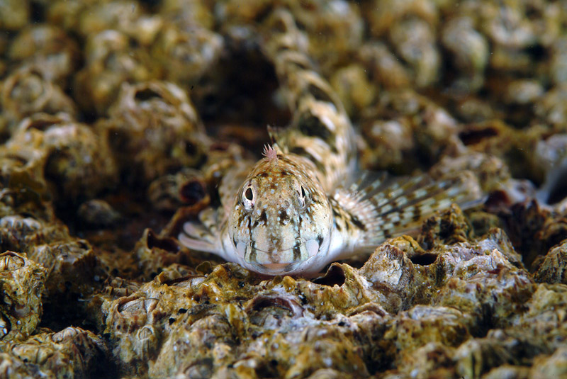 Coryphoblennius galerita